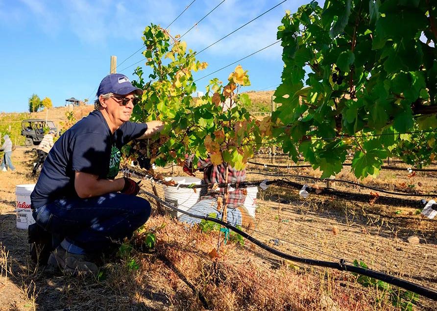 A man in a blue baseball cap crouched down picking grapes
