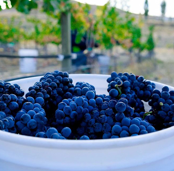 A bowl full of dark purple grapes with vines in the background