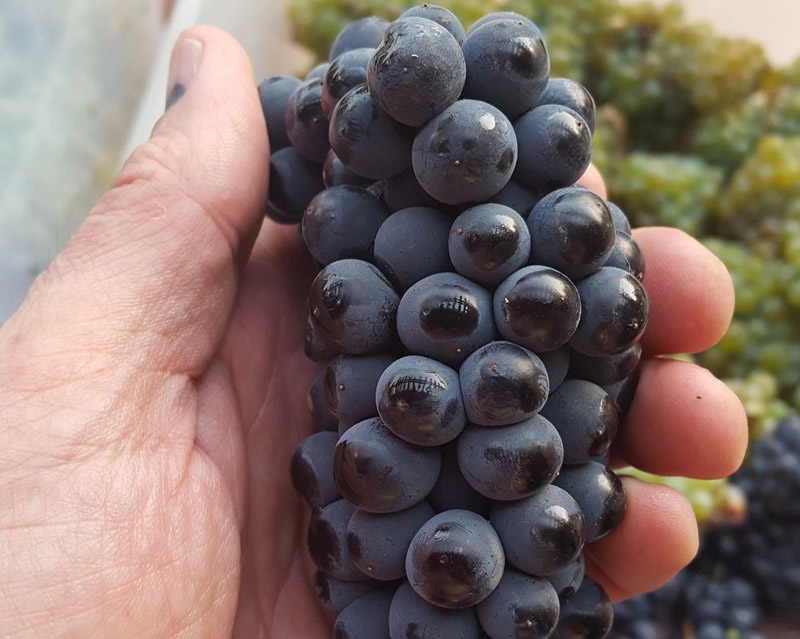 a hand holding a bunch of dark purple grapes