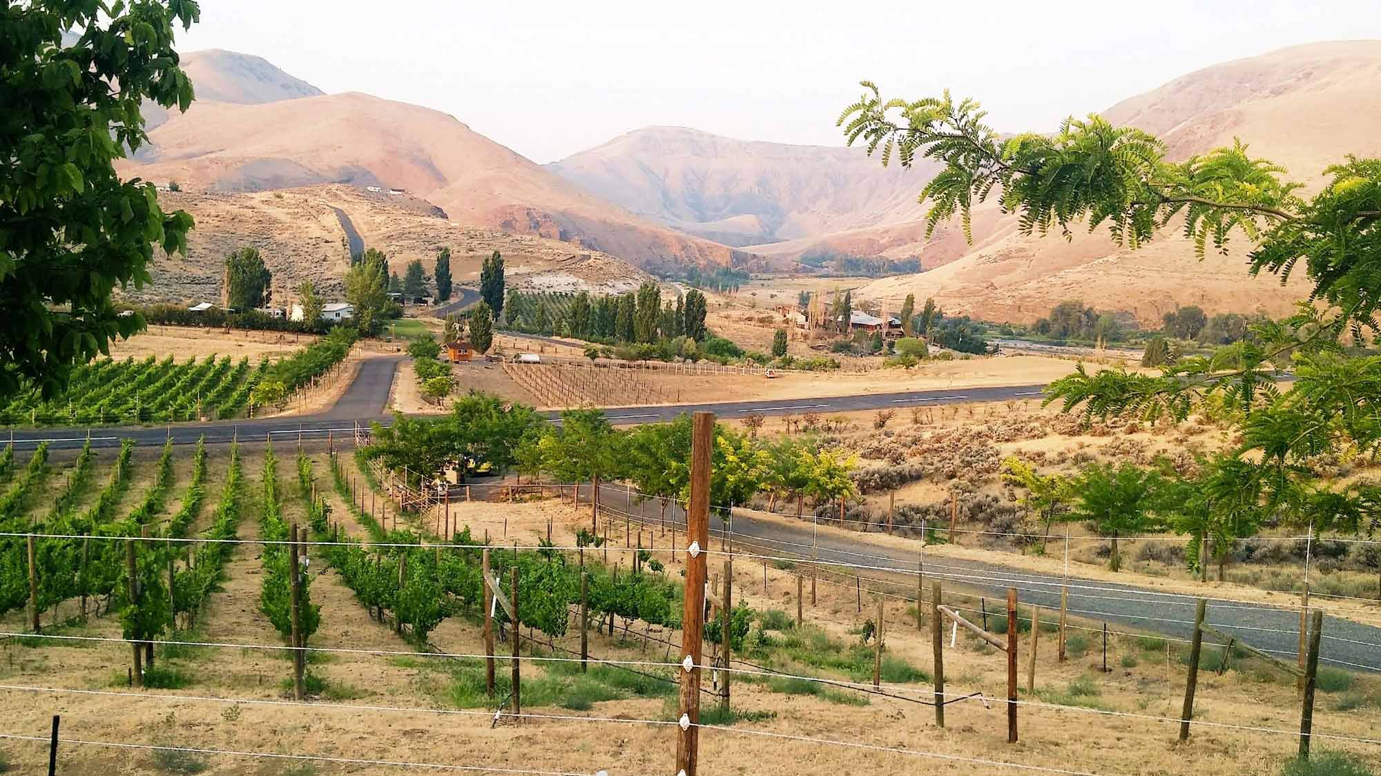 A landscape shot of The Melody Lynne Vineyard and Winery, with rolling golden hills in the background