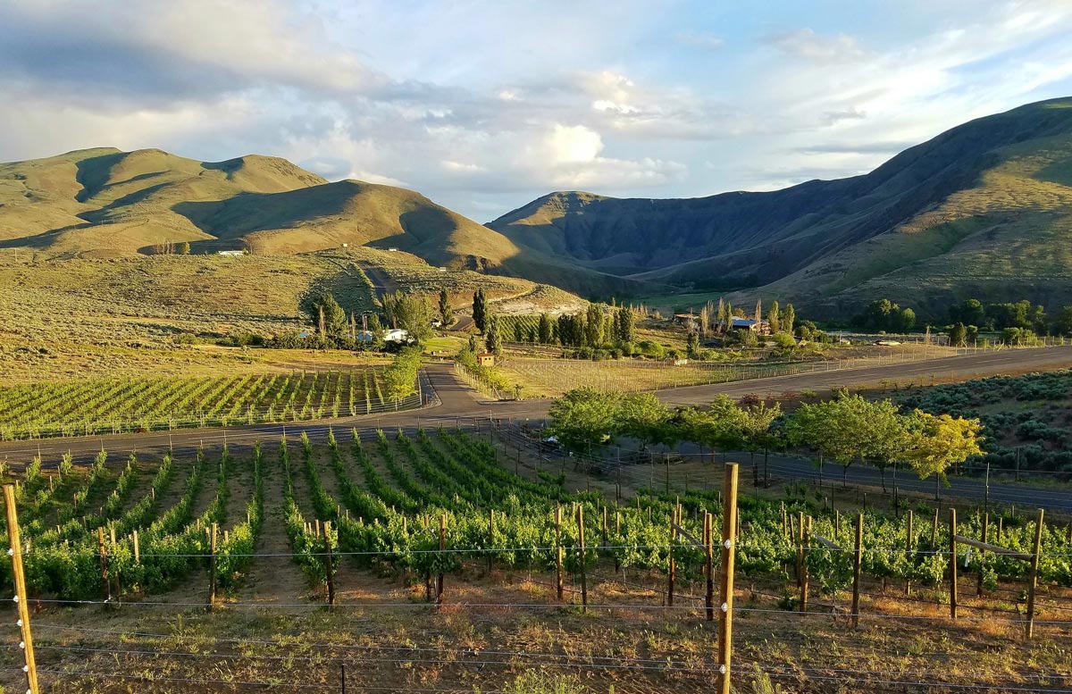 A landscape shot of The Melody Lynne Vineyard and Winery, with lush green hills in the background